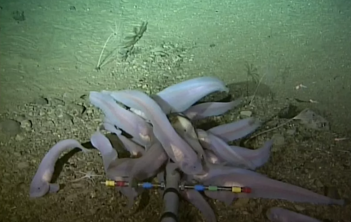 Cá “ma” snailfish sống ở rãnh Kermadec. Ảnh: Newsweek. Cá “ma” snailfish sống ở rãnh Kermadec. Ảnh: Newsweek.