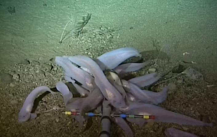 Cá “ma” snailfish sống ở rãnh Kermadec. Ảnh: Newsweek. Cá “ma” snailfish sống ở rãnh Kermadec. Ảnh: Newsweek.