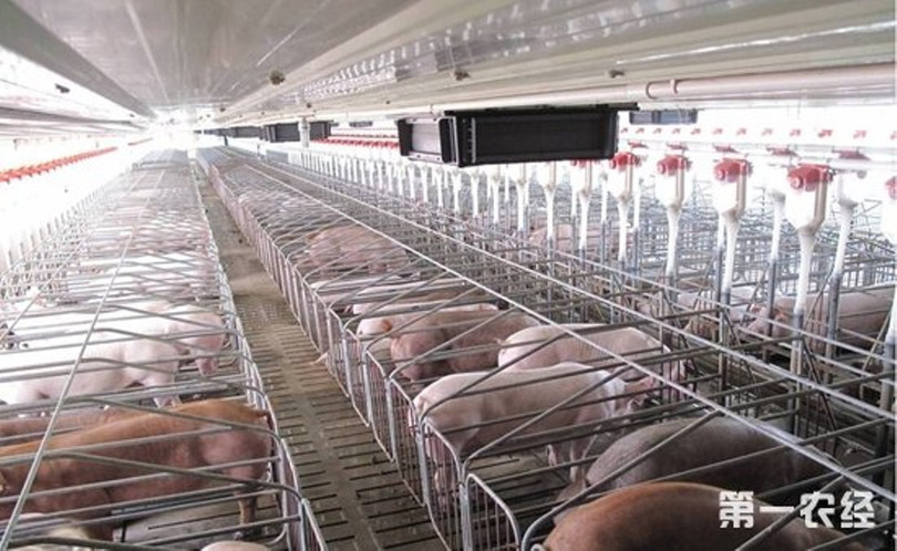 Hệ thống trại chăn nuôi của Tập đoàn Mục Nguyên có mặt trên 93 quận, huyện thuộc 14 tỉnh, thành trên khắp Trung Quốc