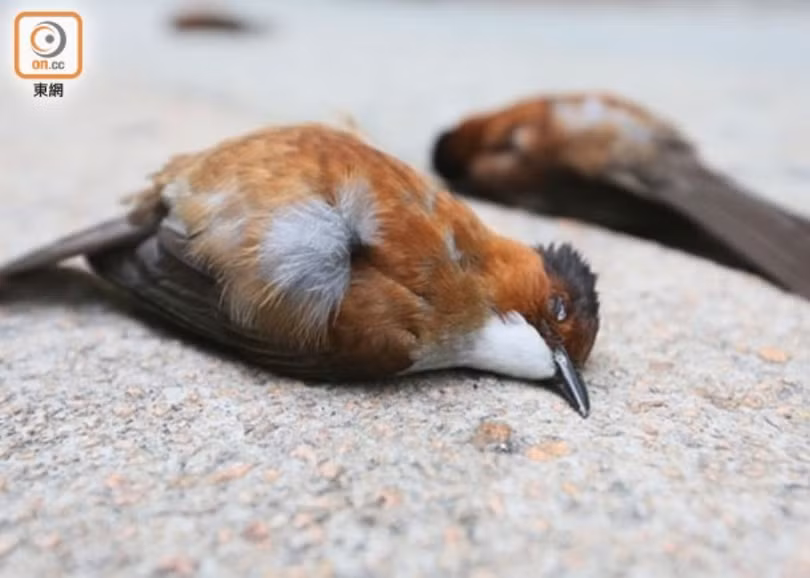 Xác chim sẻ bị chết do hơi cay