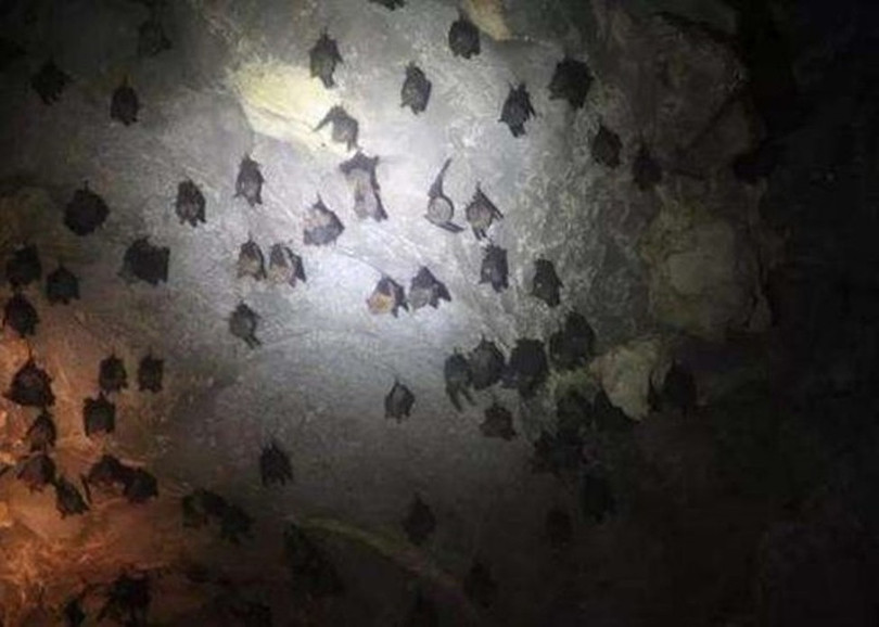 Các nhà khoa học thuộc Viện Virus học Vũ Hán cho rằng virus Corona chủng loại mới có nguồn gốc từ loài dơi (Ảnh: Đông Phương) Các nhà khoa học thuộc Viện Virus học Vũ Hán cho rằng virus Corona chủng loại mới có nguồn gốc từ loài dơi (Ảnh: Đông Phương)