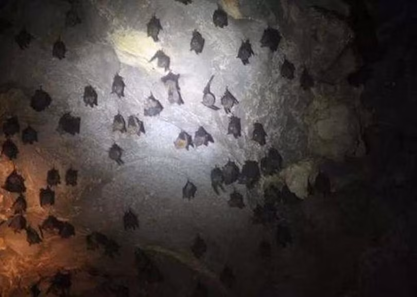 Các nhà khoa học thuộc Viện Virus học Vũ Hán cho rằng virus Corona chủng loại mới có nguồn gốc từ loài dơi (Ảnh: Đông Phương)