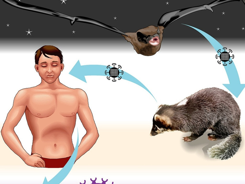 Virus bệnh SARS lây truyền từ động vật hoang dã như cầy cương, dơi sang người (Ảnh: VCG)