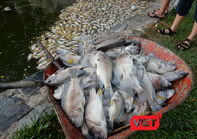 Đà Nẵng, cá chết, trắng hồ, công viên 29/3, ô nhiễm, bất thường, VietTimes