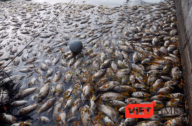 Cá chết nổi trắng hồ Công viên 29/3 Đà Nẵng