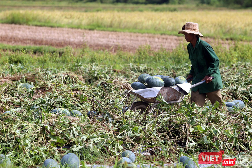 Quảng Nam: “Hắc Mỹ Nhân” chín đầy đồng, người trồng dưa đứng ngồi không yên ảnh 2