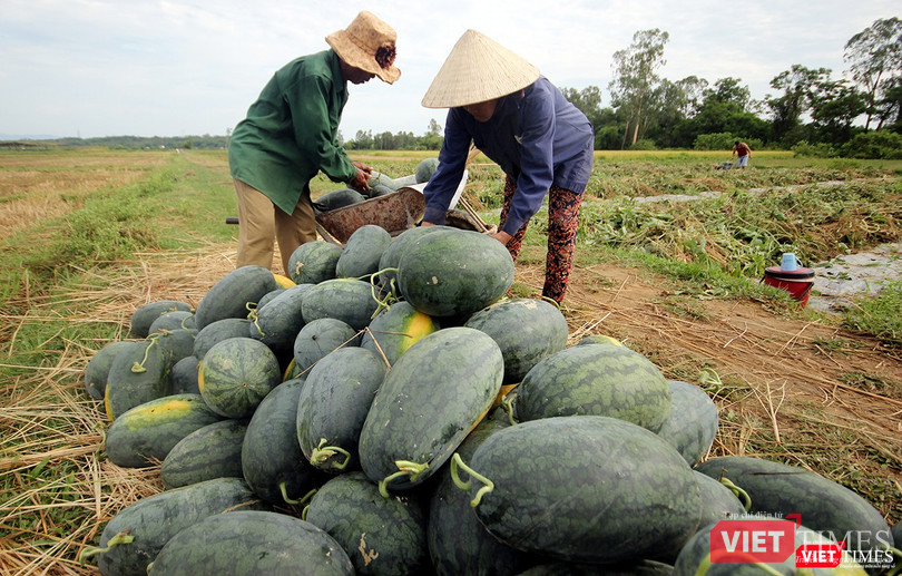 Quảng Nam: “Hắc Mỹ Nhân” chín đầy đồng, người trồng dưa đứng ngồi không yên ảnh 5