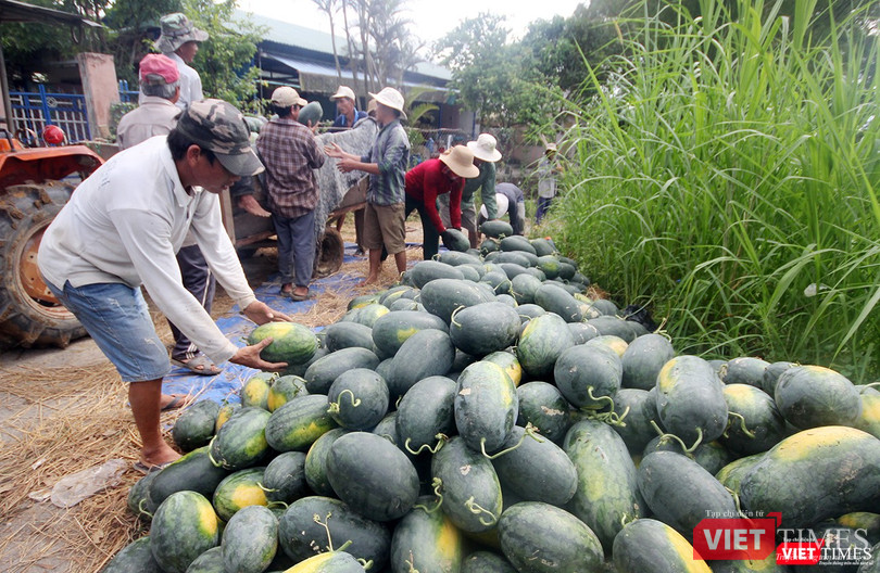 Quảng Nam: “Hắc Mỹ Nhân” chín đầy đồng, người trồng dưa đứng ngồi không yên ảnh 4