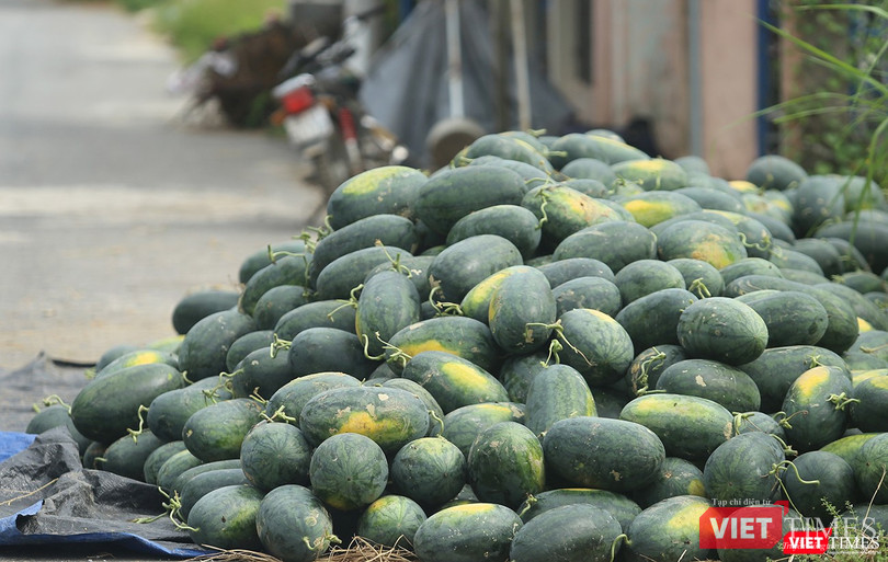 Quảng Nam: “Hắc Mỹ Nhân” chín đầy đồng, người trồng dưa đứng ngồi không yên ảnh 7