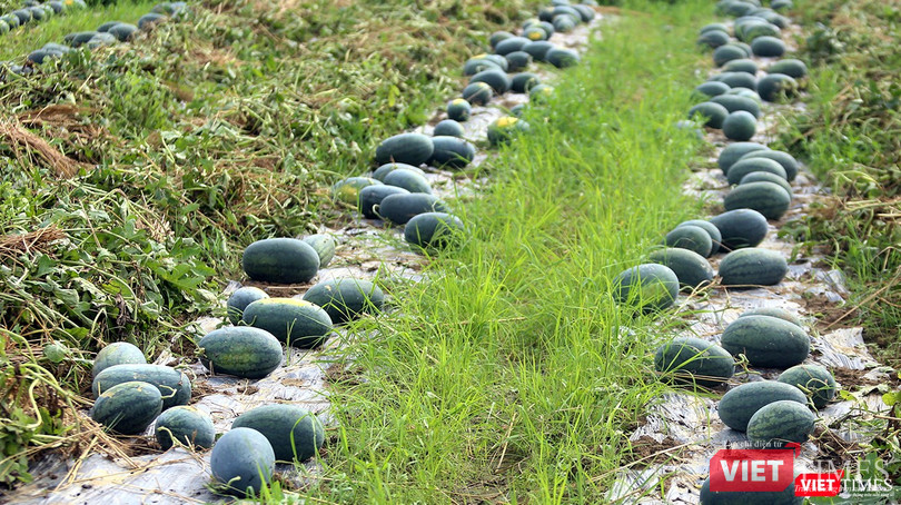 Quảng Nam: “Hắc Mỹ Nhân” chín đầy đồng, người trồng dưa đứng ngồi không yên ảnh 1