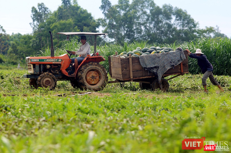 Quảng Nam: “Hắc Mỹ Nhân” chín đầy đồng, người trồng dưa đứng ngồi không yên ảnh 6