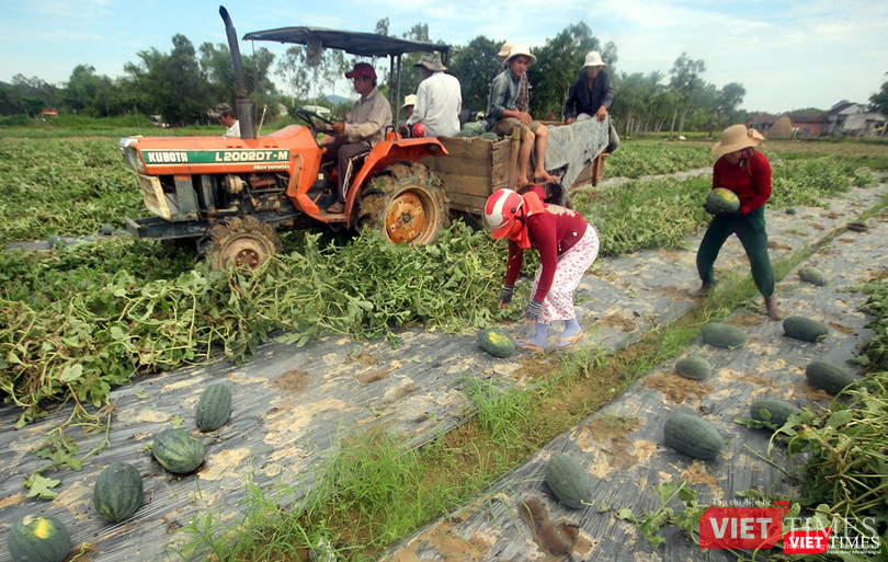 Quảng Nam: “Hắc Mỹ Nhân” chín đầy đồng, người trồng dưa đứng ngồi không yên ảnh 3