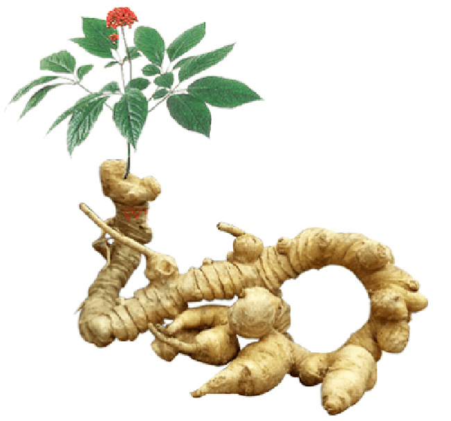 Thủ tướng Nguyễn Xuân Phúc vừa có Quyết định phê duyệt bổ sung danh mục Sản phẩm Quốc gia thuộc Chương trình Phát triển sản phẩm quốc gia đến năm 2020 và Sâm Ngọc Linh chính thức có tên trong danh sách.