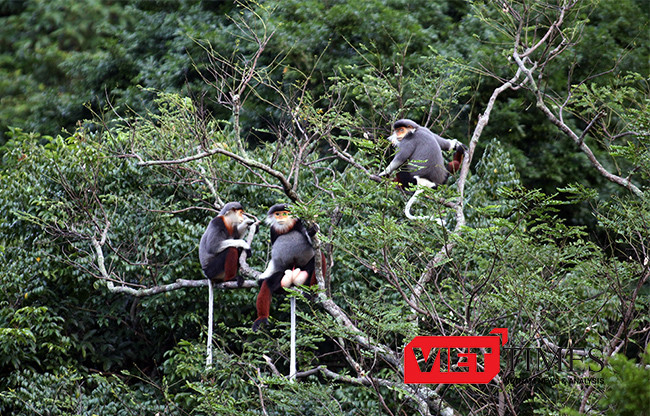 Đà Nẵng, bảo vệ, động vật hoang dã, Sở Du lịch, cáp treo, Sơn Trà, đỉnh Bàn Cờ, du lịch, VietTimes