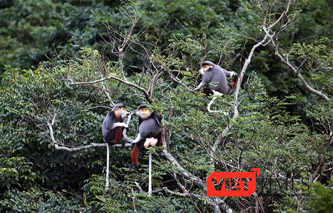 Đà Nẵng, bảo vệ, động vật hoang dã, Sở Du lịch, cáp treo, Sơn Trà, đỉnh Bàn Cờ, du lịch, VietTimes