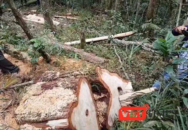 Quảng Nam khẩn trương điều tra vụ phá rừng phòng hộ theo chỉ đạo của Thủ tướng