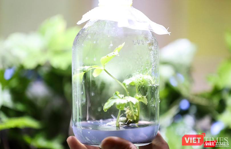 Cây Sâm Ngọc Linh được nhân giống bằng công nghệ nuôi cấy mô nhằm đáp ứng yêu cầu phát triển kinh tế vùng đồng bào dân tộc thiểu số Cây Sâm Ngọc Linh được nhân giống bằng công nghệ nuôi cấy mô nhằm đáp ứng yêu cầu phát triển kinh tế vùng đồng bào dân tộc thiểu số