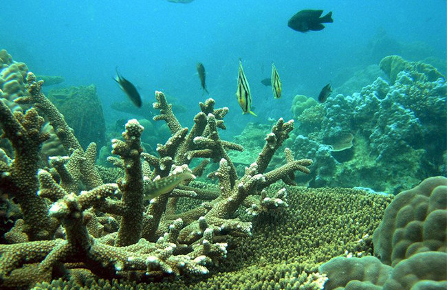 Bộ NN và TPNT, phản đối, Bình Thuận, "cắt" hơn 1.000 ha, khu bảo tồn, dự án điện, VietTimes