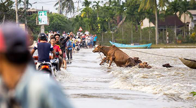 Thắt lòng, bức ảnh, rốn lũ, Bình Định, thiệt hại, mưa lũ, ngập chìm, VietTimes