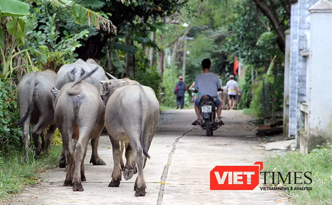 Quảng Nam, mưa lớn, thuỷ điện, xả lũ, ngập nặng, Hội An, VietTimes