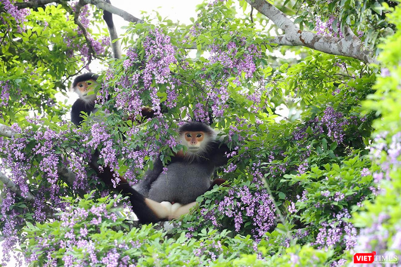 Rừng Sơn Trà đẹp "lặng người" khi vào mùa hoa thàn mát