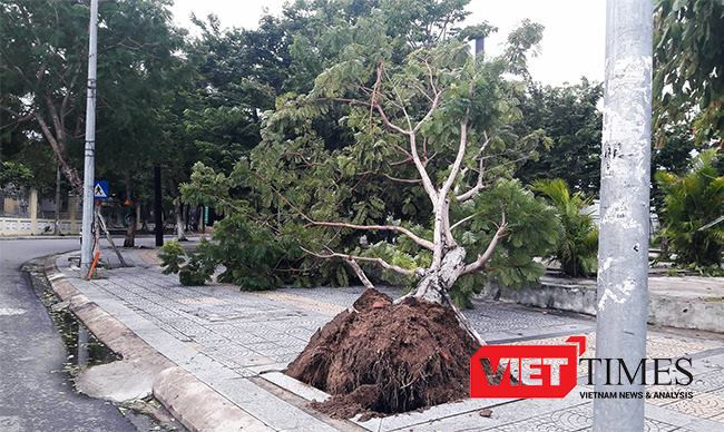 Cây đổ do bão ở Đà Nẵng