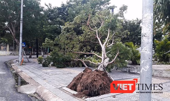 Cây đổ do bão ở Đà Nẵng