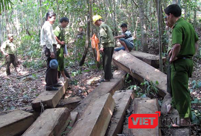 Đà Nẵng, phá rừng, Bà Nà-Núi Chúa, kiểm lâm, tòa án, xét xử, VietTimes