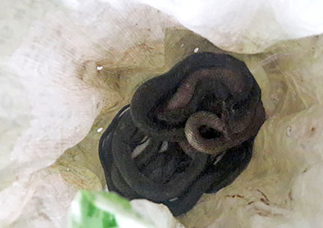 Bao tài chứa rắn được các đối tượng dùng để tấn công gia đình nhà báo Hải Châu khiến cả khu phố hoang mang