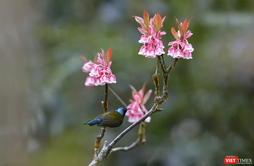 Chim hút mật trên hoa đào chuông khoe sắc ở đỉnh Bà Nà (ảnh Hồ Xuân Mai)