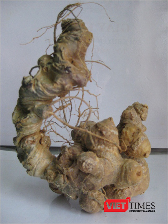 Quảng Nam, sâm Ngọc Linh, chỉ dẫn địa lý, công bố, VietTimes