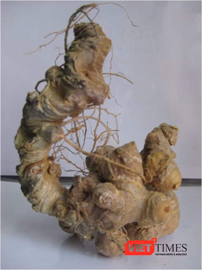 Quảng Nam, sâm Ngọc Linh, chỉ dẫn địa lý, công bố, VietTimes