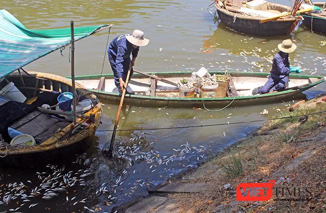 Lực lượng chức năng đang nỗ lực vớt cá chết trên kênh Phú Lộc