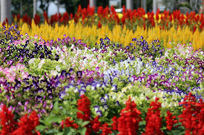 VietTimes, sáng 30 Tết, Đinh Dậu 2017, Đà Nẵng, đường hoa, Bạch Đằng