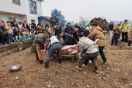 Khách từ khắp nơi đến giúp bắt lợn. Ảnh: Worldjournal.