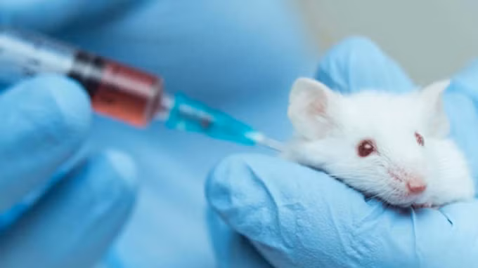 Nghiên cứu vaccine trên chuột. (Ảnh minh họa - T.L)
