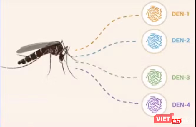Sốt xuất huyết do virus dengue gây ra có 4 tuýp (Ảnh: Minh Thúy)