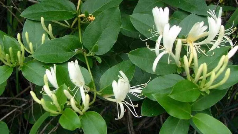 Kim ngân hoa Kim ngân hoa