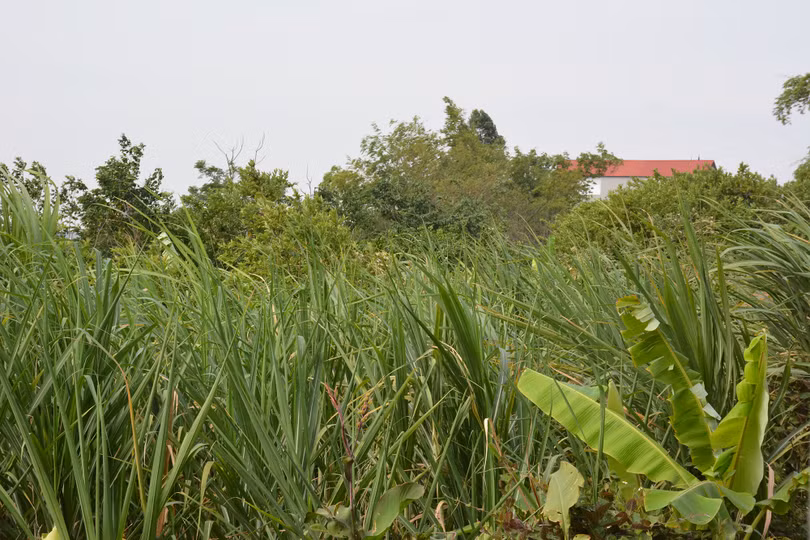 Vườn hoa màu nhà ông Nguyễn Văn Thủy sẽ không được đền bù nếu bị cưỡng chế để thực hiện dự án. Vườn hoa màu nhà ông Nguyễn Văn Thủy sẽ không được đền bù nếu bị cưỡng chế để thực hiện dự án.
