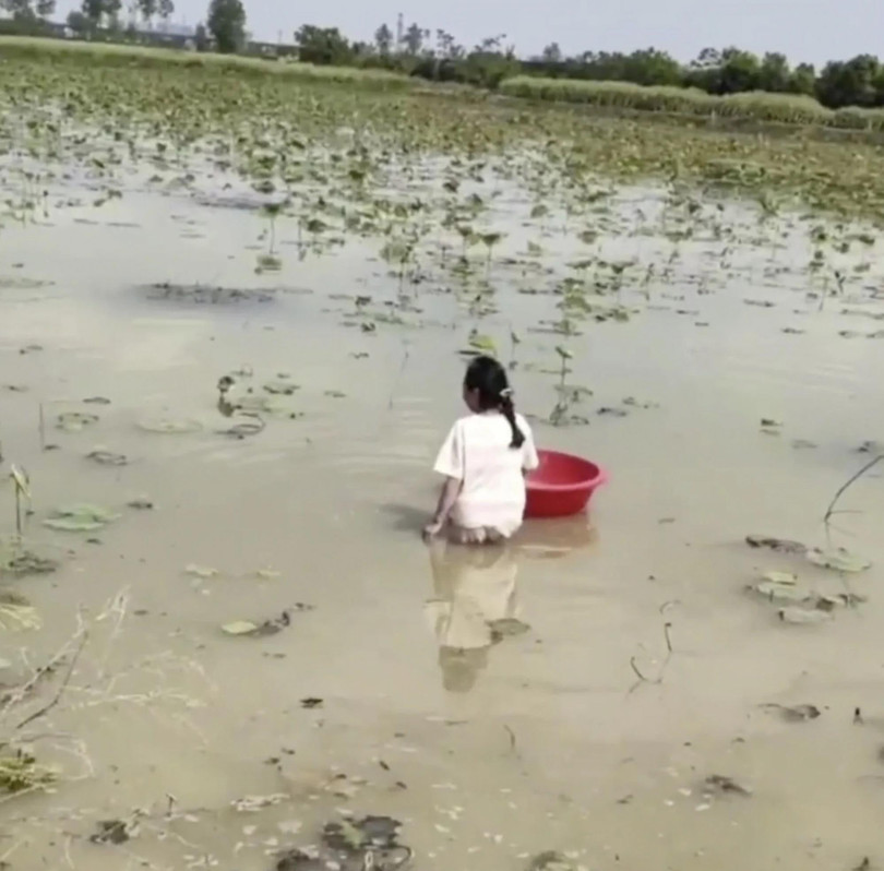 Cô bé làm việc trên cánh đồng sen giữa trời nắng (Ảnh: SCMP) Cô bé làm việc trên cánh đồng sen giữa trời nắng (Ảnh: SCMP)