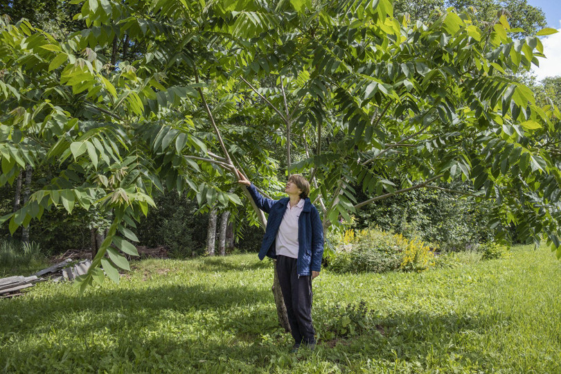 Mảnh vườn gồm 40 cây lấy hạt là niềm tự hào của cô Abramova (Ảnh: WSJ) Mảnh vườn gồm 40 cây lấy hạt là niềm tự hào của cô Abramova (Ảnh: WSJ)