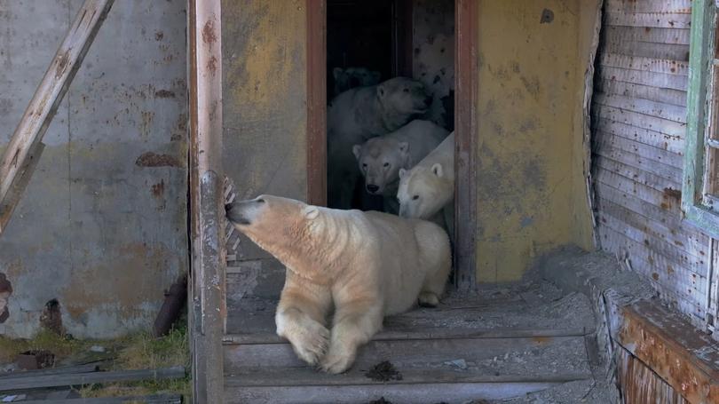 Gau bac cuc chiem can cu quan su thoi lien xo 1.png