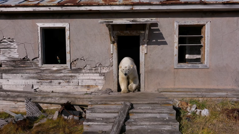 Gau bac cuc chiem can cu quan su thoi lien xo 7.png