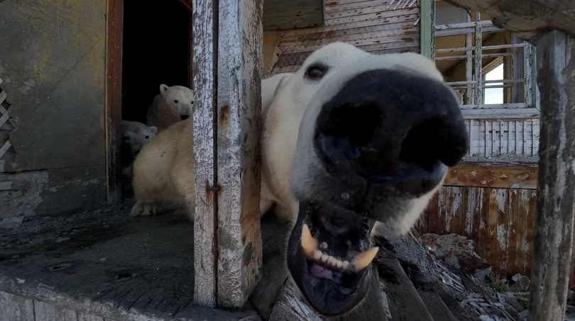 Một con gấu Bắc Cực phản ứng với máy bay không người lái đang chụp ảnh. Ảnh: Reuters.