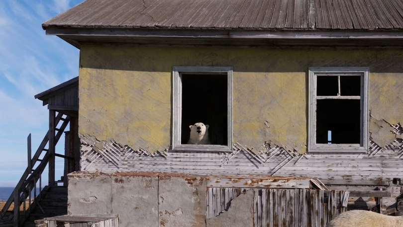 Gau bac cuc chiem can cu quan su thoi lien xo 2.png