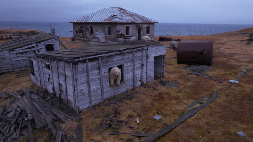 Gau bac cuc chiem can cu quan su thoi lien xo.png