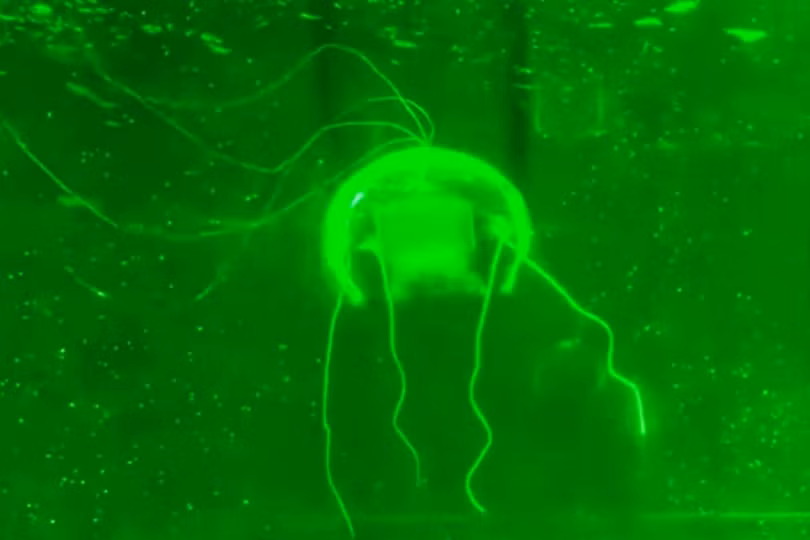 Một nhóm nghiên cứu từ Đại học Bách khoa Tây Bắc, Trung Quốc đã phát triển thành công một robot sinh học có hình dạng giống sứa, hoàn toàn trong suốt. Ảnh: SCMP.