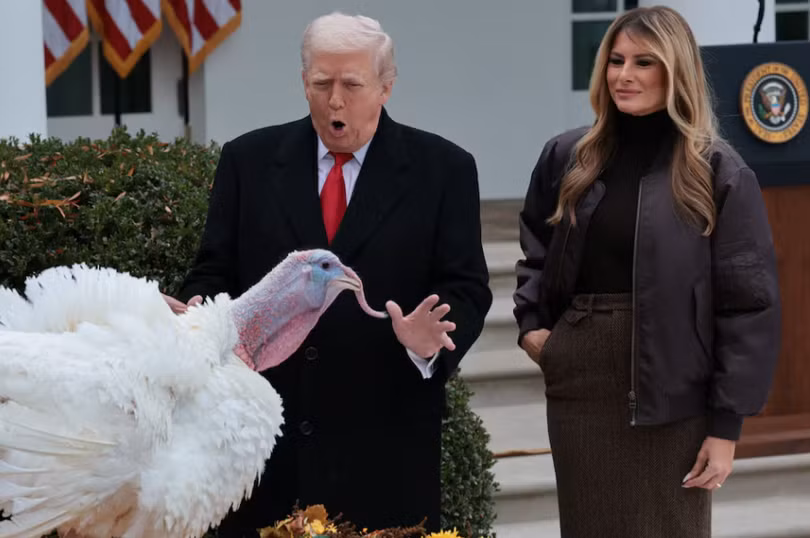 Tổng thống Mỹ Donald Trump và đệ nhất phu nhân Melania Trump bên cạnh Gobble, một trong hai chú gà tây được ân xá trong Lễ Tạ ơn, tại Vườn Hồng ở Nhà Trắng ở Washington, D.C., ngày 25/11. Ảnh: Reuters.