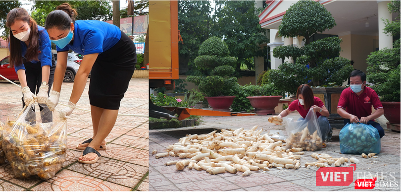 Hàng trăm củ cải mới hái đã được rửa sạch đất và phơi cho ráo để chuyển đến cho người dân TP Hồ Chí Minh. Hàng trăm củ cải mới hái đã được rửa sạch đất và phơi cho ráo để chuyển đến cho người dân TP Hồ Chí Minh.