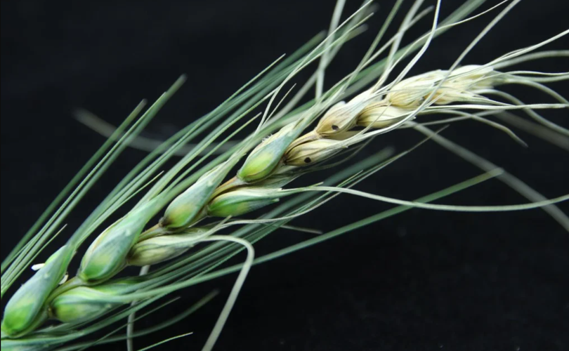 Bệnh cháy đầu hạt do nấm Fusarium có thể lây nhiễm cho lúa mì và các loại cây trồng khác, làm giảm năng suất ngũ cốc và gây ra thiệt hại kinh tế nghiêm trọng. Ảnh: Shutterstock.